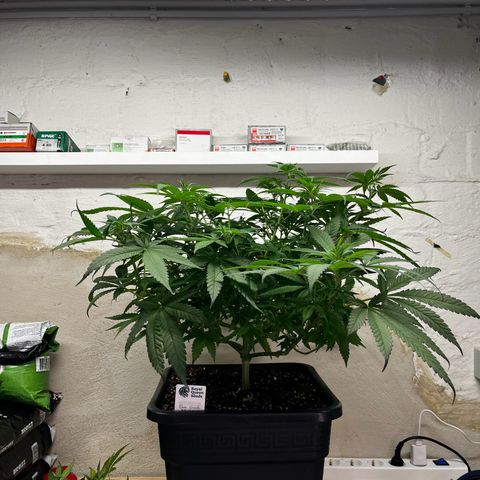 Blue Cheese growlog timeline photo