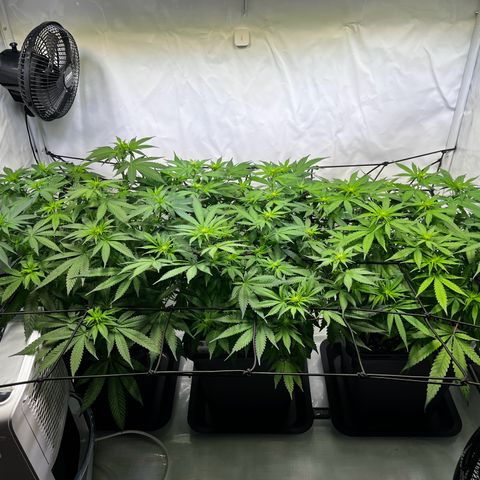 Blue Cheese growlog timeline photo