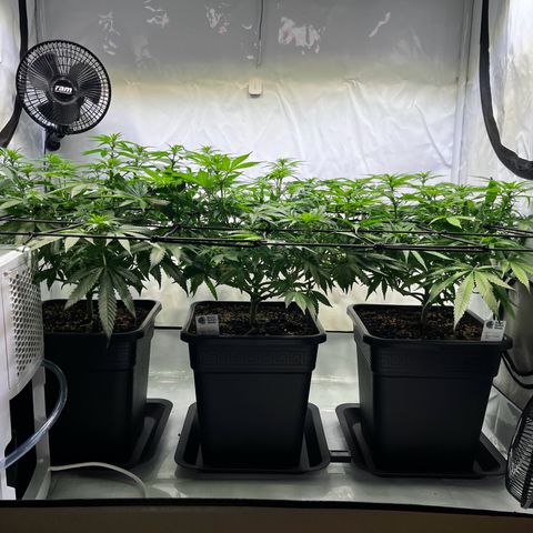 Blue Cheese growlog timeline photo