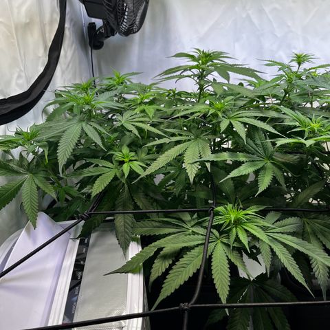 Blue Cheese growlog timeline photo