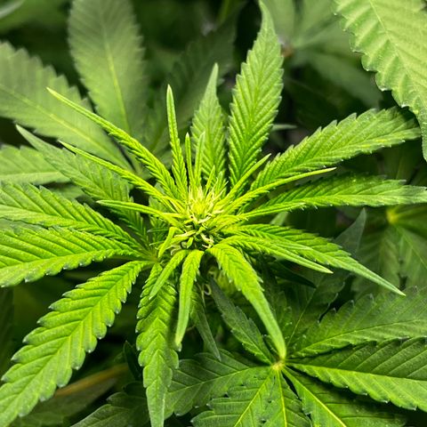 Blue Cheese growlog timeline photo