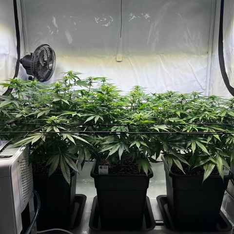 Blue Cheese growlog timeline photo