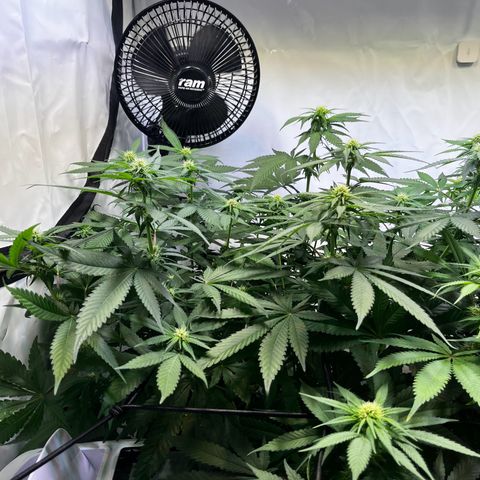 Blue Cheese growlog timeline photo