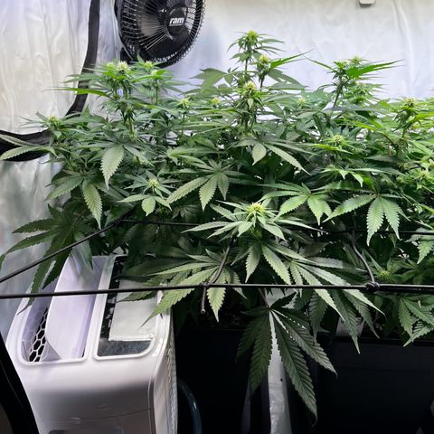 Blue Cheese growlog timeline photo