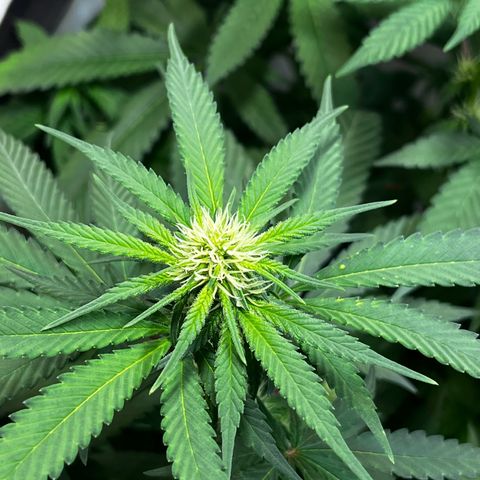 Blue Cheese growlog timeline photo