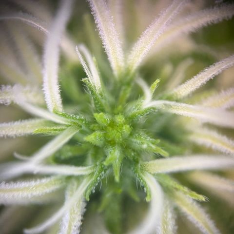 Blue Cheese growlog timeline photo