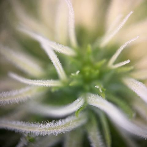 Blue Cheese growlog timeline photo