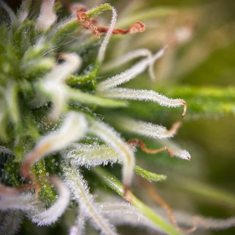 Blue Cheese growlog timeline photo