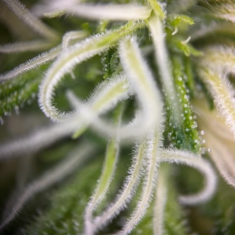 Blue Cheese growlog timeline photo