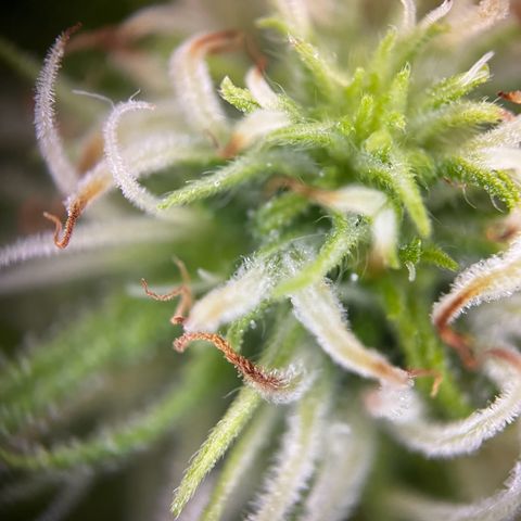 Blue Cheese growlog timeline photo