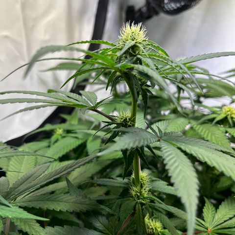 Blue Cheese growlog timeline photo