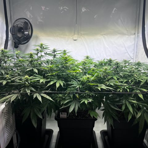 Blue Cheese growlog timeline photo
