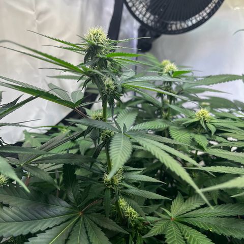 Blue Cheese growlog timeline photo