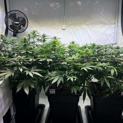 Blue Cheese growlog timeline photo