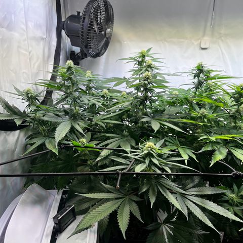 Blue Cheese growlog timeline photo