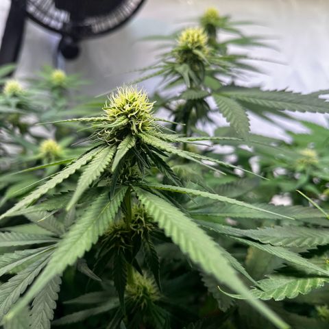 Blue Cheese growlog timeline photo