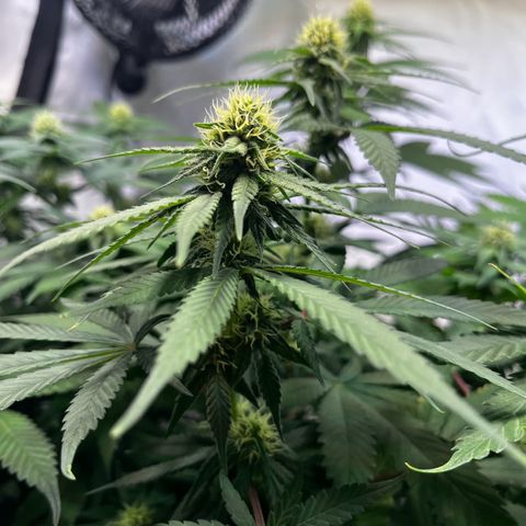 Blue Cheese growlog timeline photo