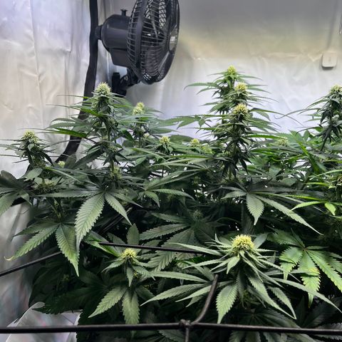 Blue Cheese growlog timeline photo