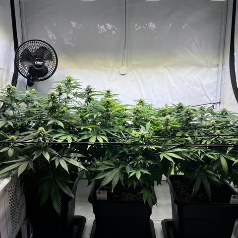 Blue Cheese growlog timeline photo