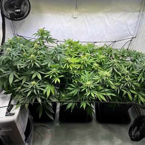 Blue Cheese growlog timeline photo