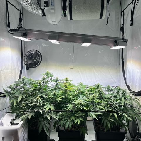 Blue Cheese growlog timeline photo