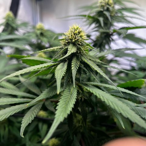 Blue Cheese growlog timeline photo
