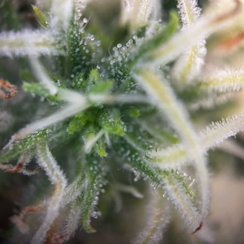 Blue Cheese growlog timeline photo