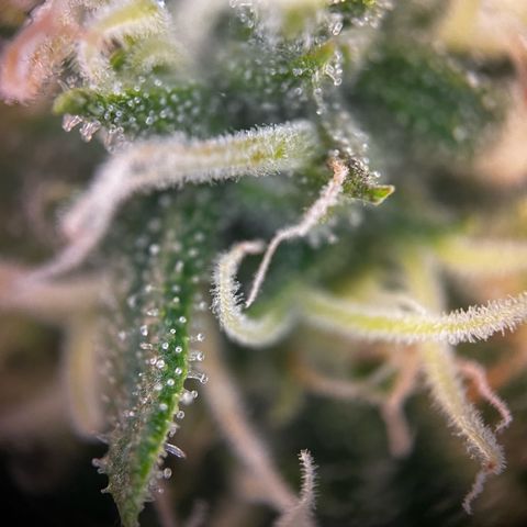 Blue Cheese growlog timeline photo