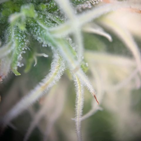 Blue Cheese growlog timeline photo
