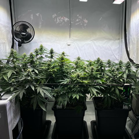 Blue Cheese growlog timeline photo