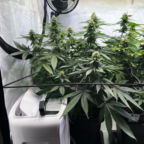 Blue Cheese growlog timeline photo