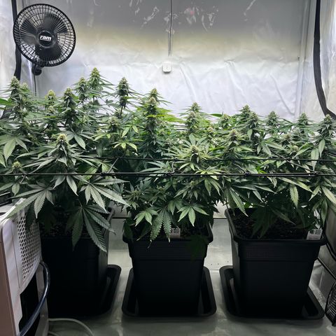 Blue Cheese growlog timeline photo
