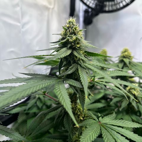 Blue Cheese growlog timeline photo