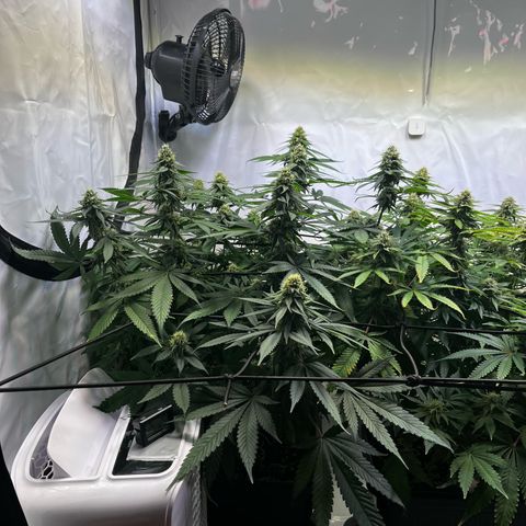 Blue Cheese growlog timeline photo
