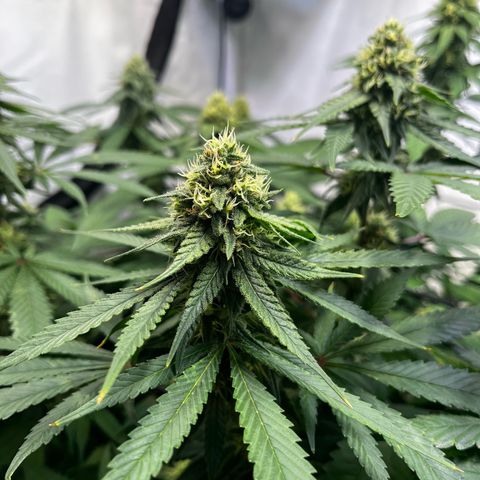 Blue Cheese growlog timeline photo