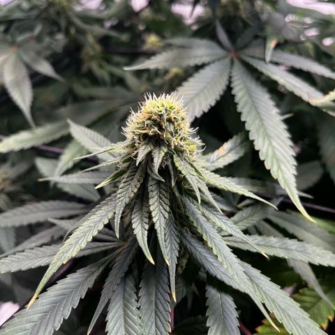 Blue Cheese growlog timeline photo