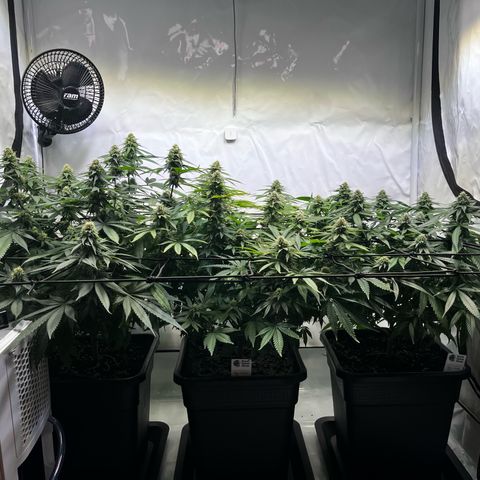 Blue Cheese growlog timeline photo