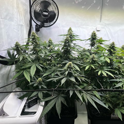 Blue Cheese growlog timeline photo