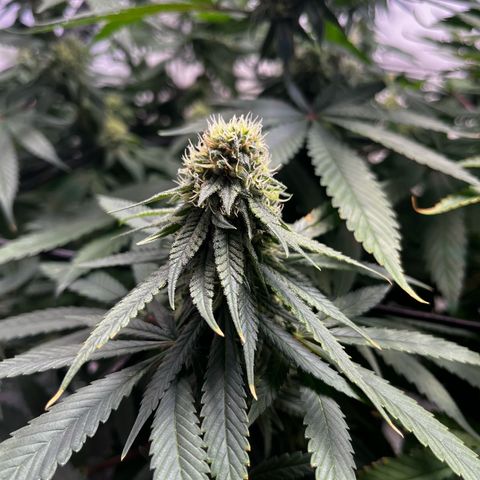 Blue Cheese growlog timeline photo
