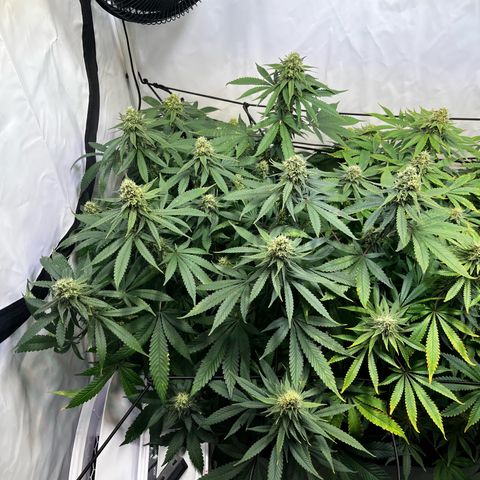 Blue Cheese growlog timeline photo