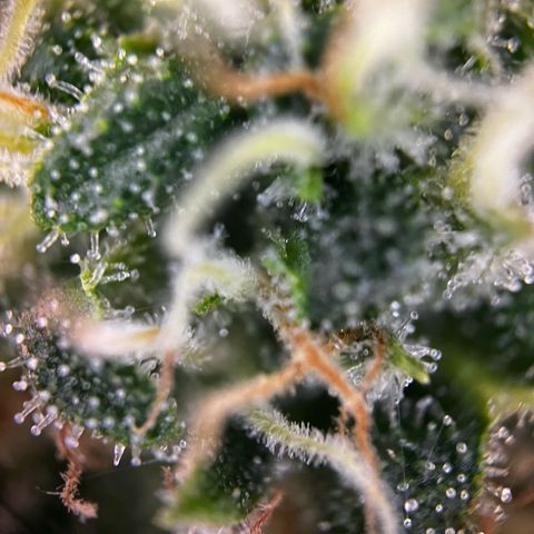 Blue Cheese growlog timeline photo