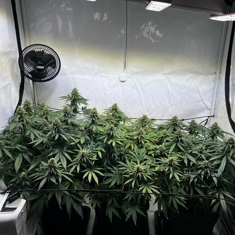 Blue Cheese growlog photo: Vor dem Entlauben
