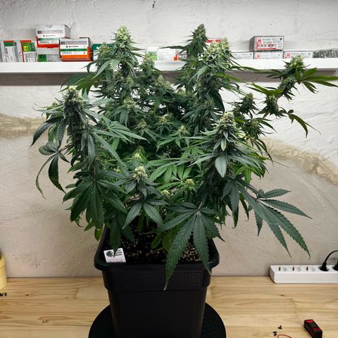 Blue Cheese growlog photo: Vor dem Entlauben