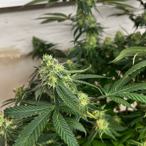 Blue Cheese growlog photo: Vor dem Entlauben
