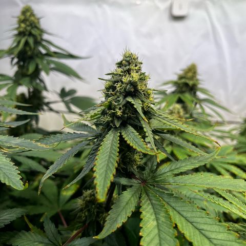 Blue Cheese growlog timeline photo