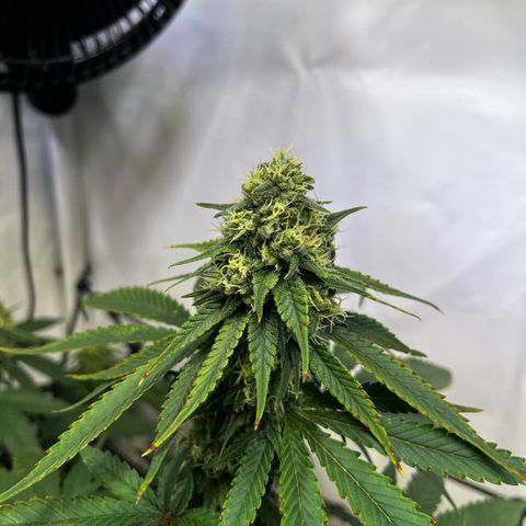 Blue Cheese growlog timeline photo