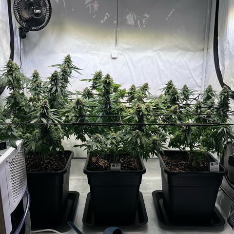 Blue Cheese growlog photo: Nach dem Entlauben