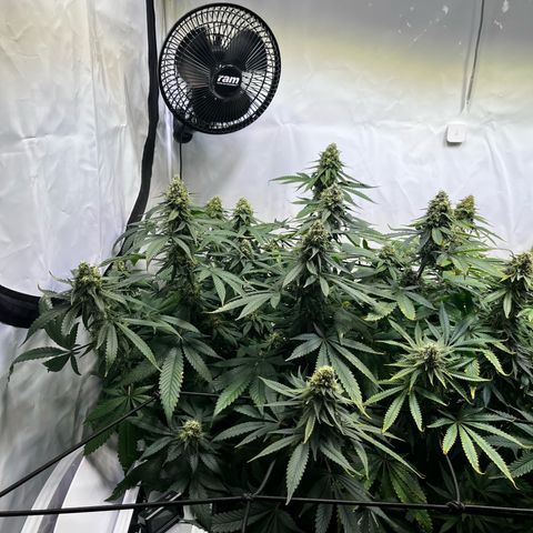 Blue Cheese growlog photo: Vor dem Entlauben
