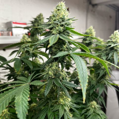 Blue Cheese growlog photo: Vor dem Entlauben