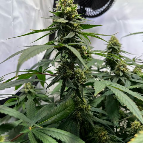 Blue Cheese growlog timeline photo
